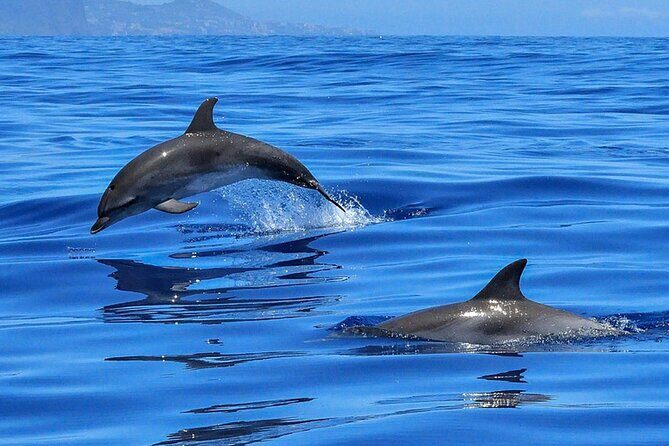 Whale & Dolphin Watching Boat Trip in Tenerife On a Sailing Boat (3 Hr) - Final Words