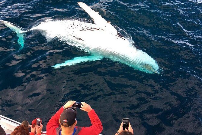 Whale & Dolphin Watching Cruise in Puerto Vallarta All Inclusive - Who Should Consider This Tour?