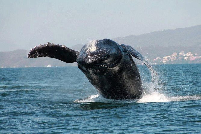 Whale & Dolphin Watching Cruise in Puerto Vallarta All Inclusive - FAQ
