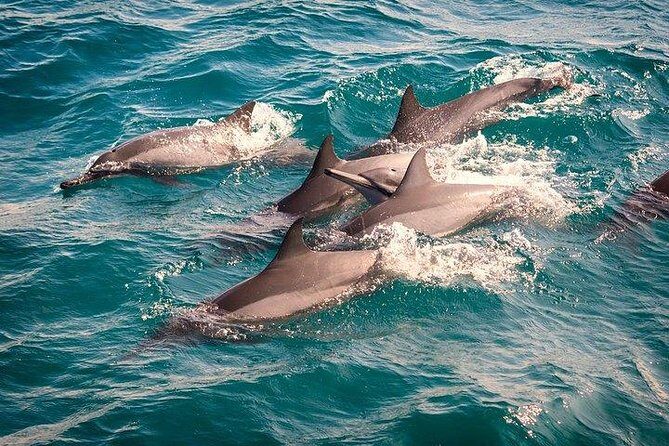Whale & Dolphin Watching Day Tour including Handunugoda Teafactory - Key Points