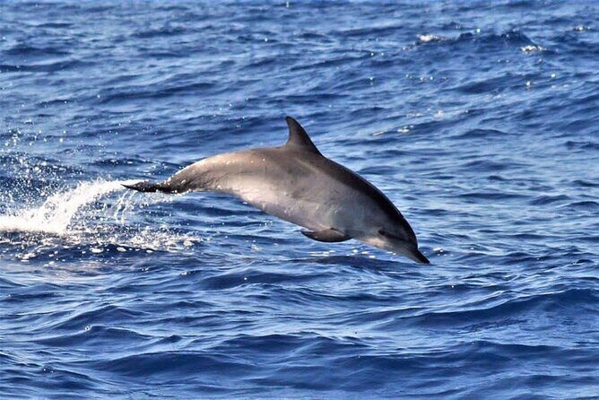 Whale & Dolphin Watching in Madeira - Practical Details and Tips for Your Tour