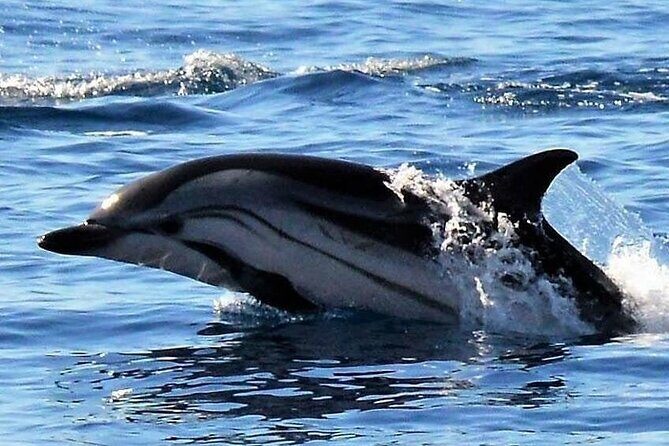 Whale & Dolphin Watching in Madeira - Who Will Love This Tour?
