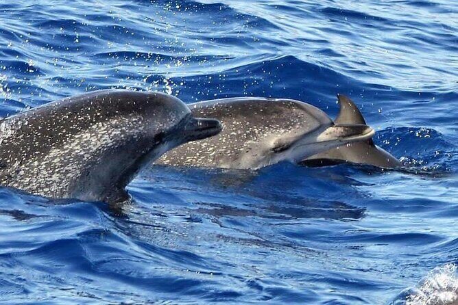 Whale & Dolphin Watching in Madeira - Final Thoughts: Is This the Right Tour for You?