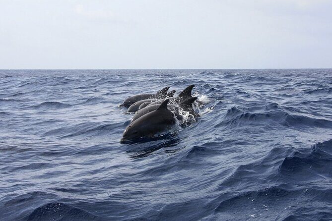 Whale & Dolphin Watching in Tenerife (Puerto Colon) On a Large Catamaran - A Detailed Look at the Tenerife Catamaran Marine Tour