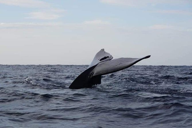 Whale & Dolphin Watching Tour in Trincomalee | Scenic Boat Ride - Whale & Dolphin Watching Tour in Trincomalee | Scenic Boat Ride