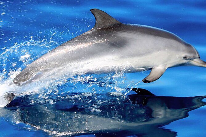 Whale & Dolphin Watching With Mustcat Virgin Coast Trip On a Large Catamaran - Exploring the Tenerife Whale & Dolphin Cruise in Depth