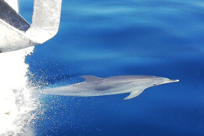 Whale & Dolphin Watching With Mustcat Virgin Coast Trip On a Large Catamaran - Final Thoughts: Is This Trip Worth It?