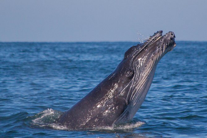 Whale Encounter Puerto Vallarta - Key Points