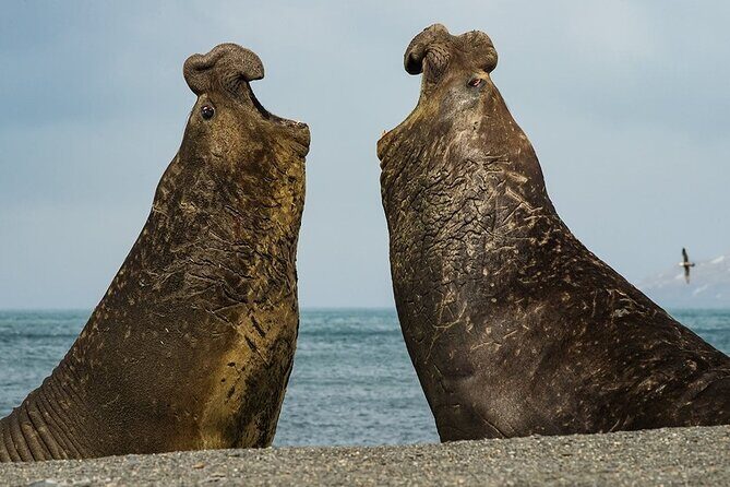 Whale Point to See Penguins and Elephant Seals - Whale Point to See Penguins and Elephant Seals: A Close-Up Wildlife Adventure