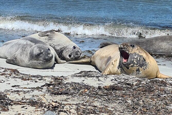 Whale Point to See Penguins and Elephant Seals - Final Thoughts