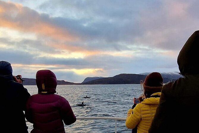 Whale Safari in Tromso - Whale Safari in Tromsø: A Close Encounter with Arctic Giants