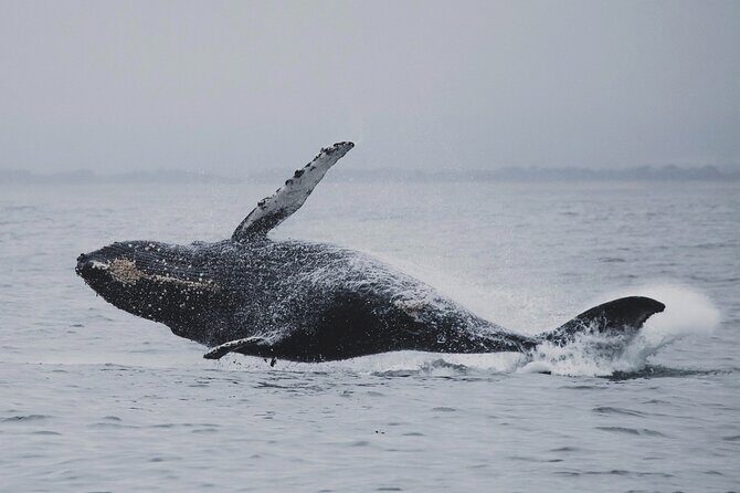 Whale Safari in Tromso - Frequently Asked Questions