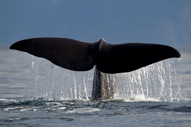 Whale Safari in Tromso - In The Sum Up