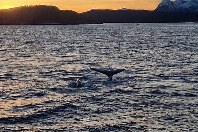 Whale Safari in Tromso - Source