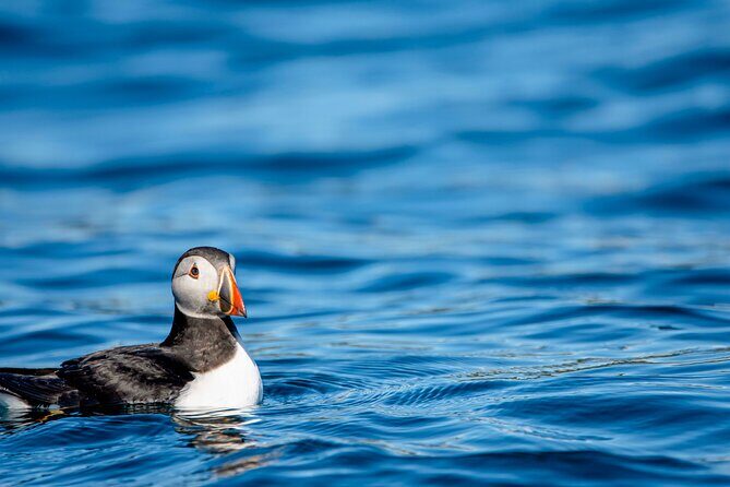 Whale safari with Puffins and Muffins (Andøy, Vesterålen) - Key Points
