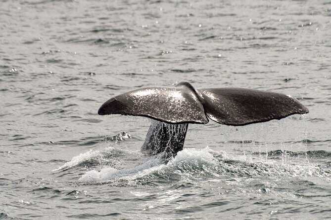 Whale safari with Puffins and Muffins (Andøy, Vesterålen) - Frequently Asked Questions