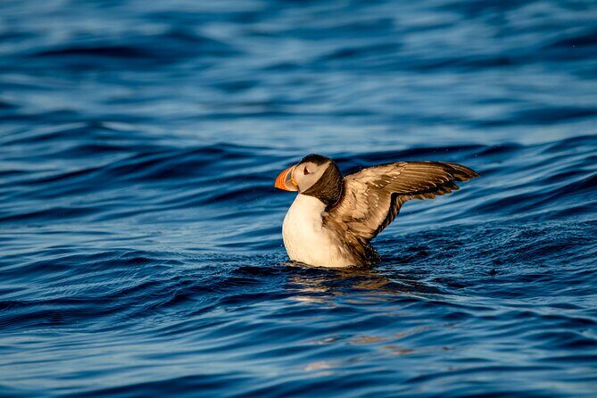 Whale safari with Puffins and Muffins (Andøy, Vesterålen) - Final Thoughts