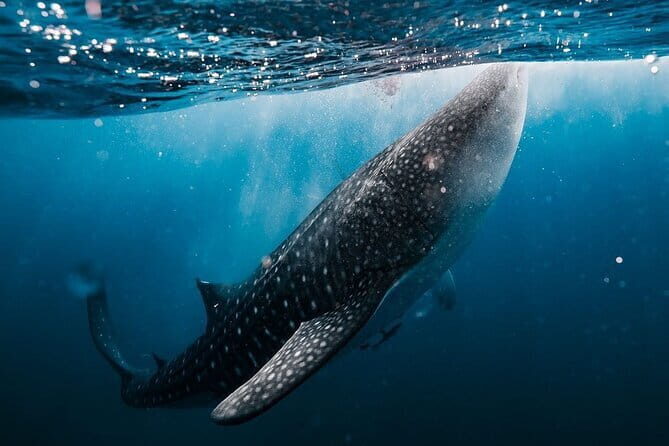 Whale Shark Adventure 2 Days 1 Night Sharing Trip - A Deep Dive into the Experience: What to Expect on the Whale Shark Adventure