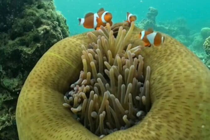 Whale Shark Adventure 2 Days 1 Night Sharing Trip - Final Thoughts: Is This Tour Worth It?