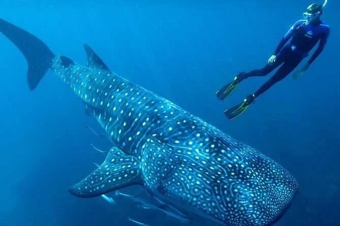 Whale Shark Adventure - Whale Shark Adventure: A Close Encounter with Nature’s Gentle Giants