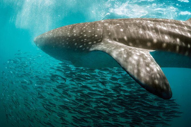 Whale Shark Adventure - Key Points