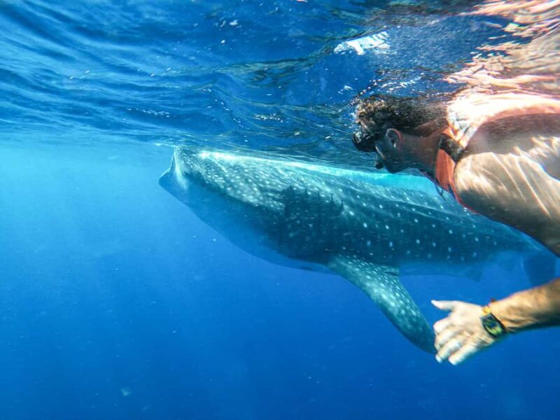 Whale Shark Adventure from Cancun and Mayan Riviera - A Close Encounter with Giants: Whale Shark Adventure from Cancun and Mayan Riviera