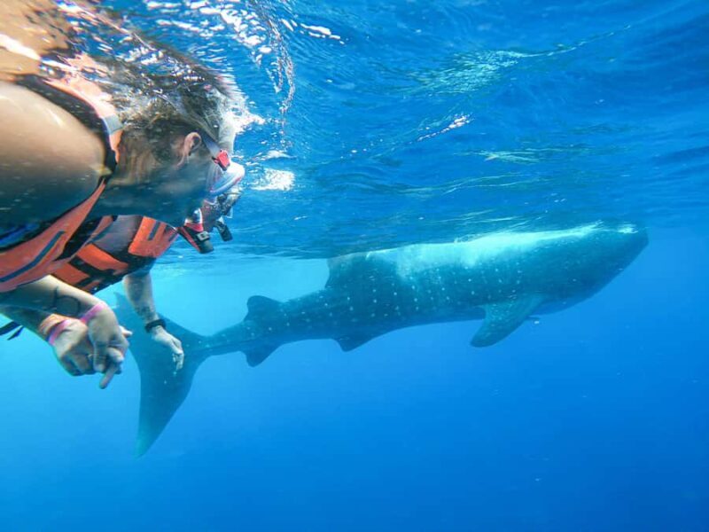 Whale Shark Adventure from Cancun and Mayan Riviera - Practical Details and What You Need to Know