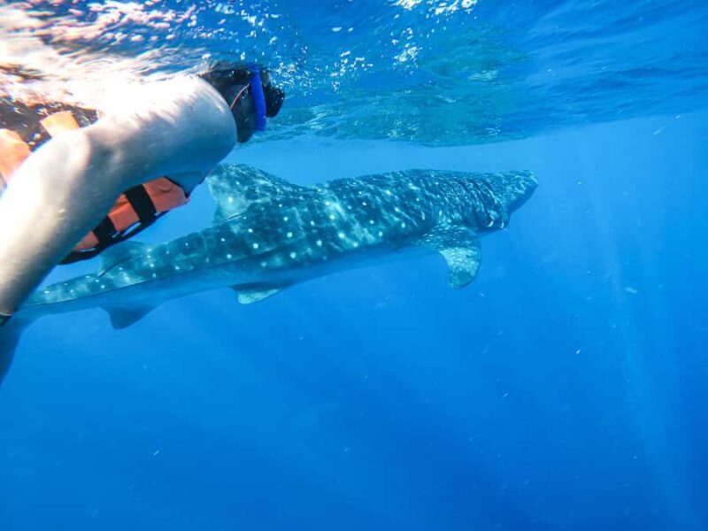 Whale Shark Adventure from Cancun and Mayan Riviera - Frequently Asked Questions