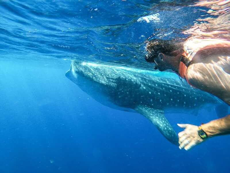 Whale Shark Adventure from Isla Mujeres - FAQ