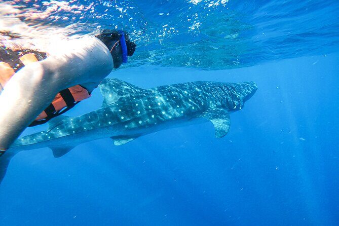 Whale Shark Adventure in Isla Mujeres and Cancun - Who Should Consider This Tour?