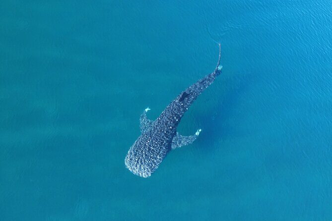 Whale Shark Adventure with a Marine Biologist - The Sum Up: Who Is This Tour Perfect For?