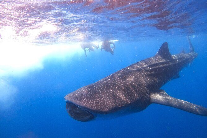 Whale Shark and Snorkeling Adventure from Isla Holbox - The Sum Up: Is This Tour Right for You?
