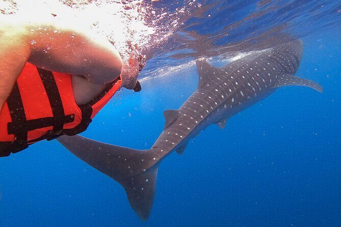 Whale Shark and Snorkeling Adventure from Isla Holbox - FAQ