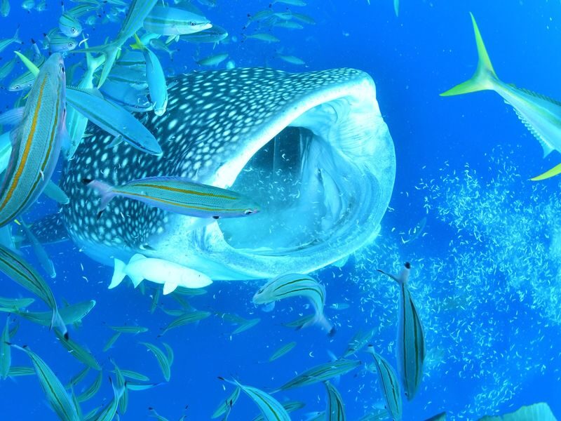 Whale Shark Diving & Snorkeling (Okinawa) - What to know before you book