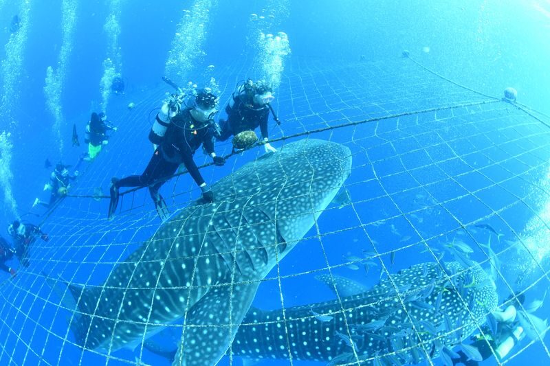 Whale Shark Diving & Snorkeling (Okinawa) - A guaranteed encounter, with a clear ethical trade-off