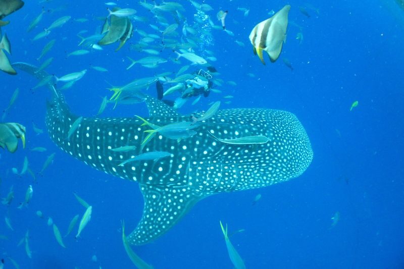 Whale Shark Diving & Snorkeling (Okinawa) - Getting ready for snorkeling or introductory scuba