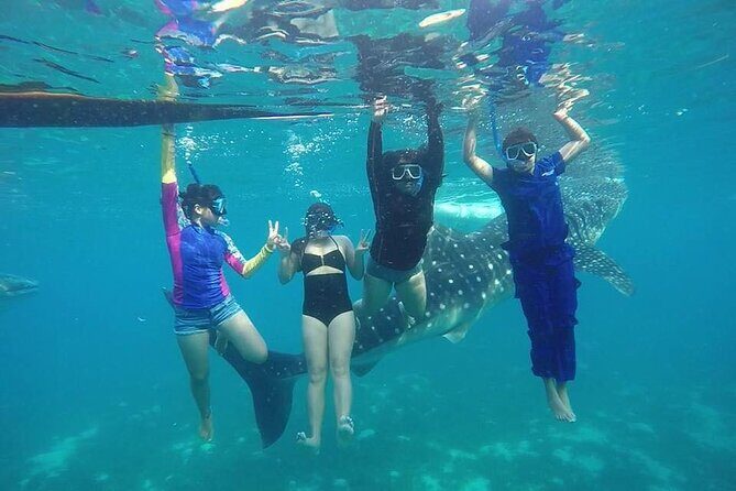 Whale Shark Encounter and Sumilon Sandbar with Kawasan Falls - A Detailed Look at the Tour Experience