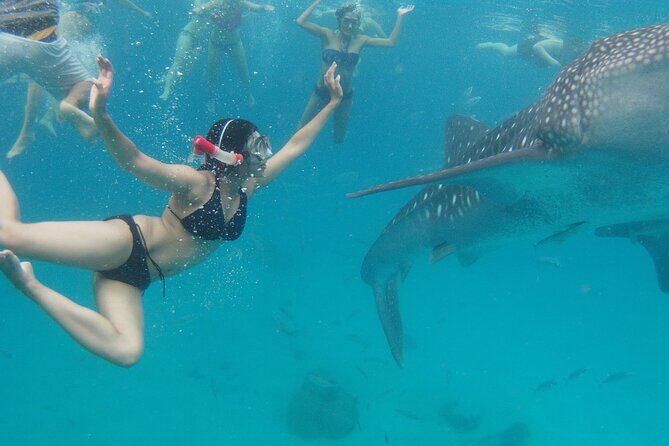 Whale Shark Encounter and Sumilon Sandbar with Kawasan Falls - Who Will Love This Tour?
