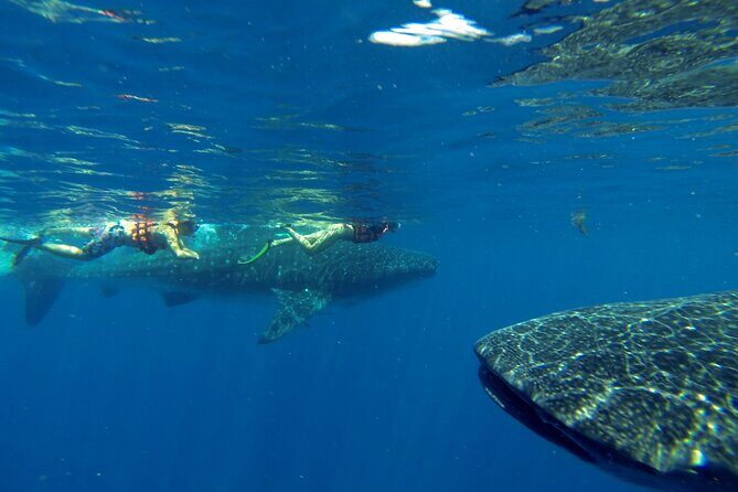 Whale Shark Encounter Full-Day all inclusive Tour from Riviera Maya - Pricing and Value Analysis
