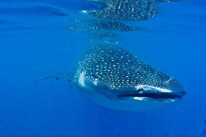 Whale Shark Experience from Playa del Carmen - What’s Included and What’s Not