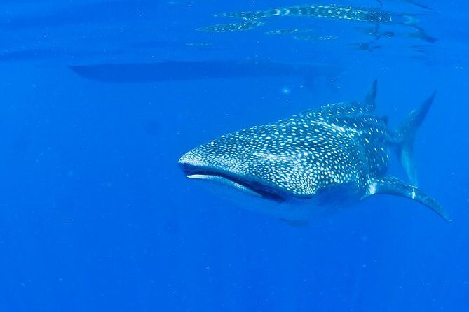 Whale Shark Experience from Playa del Carmen - Who Should Take This Tour?
