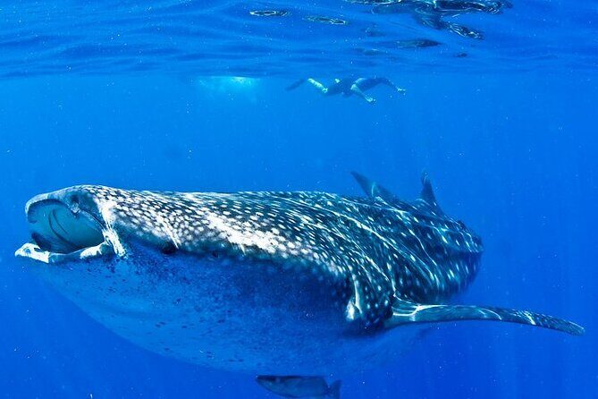 Whale Shark Experience from Playa del Carmen - Final Thoughts