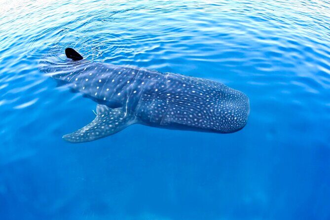 Whale Shark Experience Lifetime Memory in Cancun (snack included) - Discover the Magic of the Whale Shark Experience in Cancun