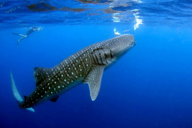 Whale Shark Experience Lifetime Memory in Cancun (snack included) - The Itinerary in Detail