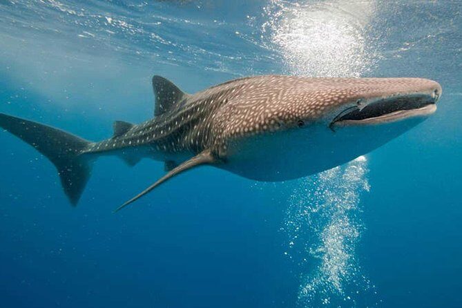 Whale Shark Experience Lifetime Memory in Cancun (snack included) - Final Thoughts: Is It Worth It?