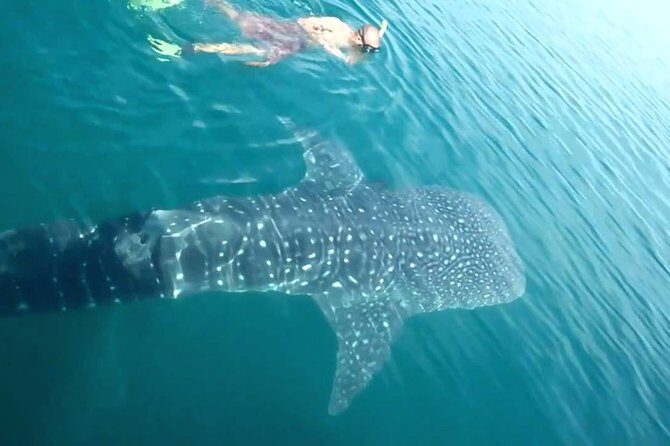 Whale Shark from Cancun, Riviera Maya and Tulum All Inclusive - Key Points