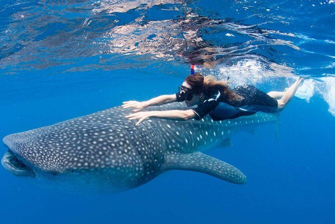 Whale Shark from Cancun, Riviera Maya and Tulum All Inclusive - A Deep Dive into the Experience