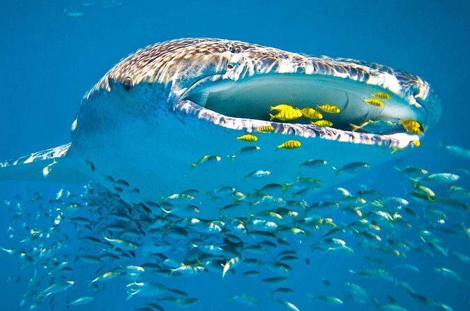 Whale Shark from Cancun, Riviera Maya and Tulum All Inclusive - Practical Details and Recommendations