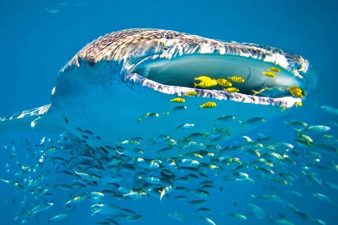 Whale Shark from Cancun, Riviera Maya and Tulum All Inclusive - The Sum Up: Who Is This Tour Perfect For?