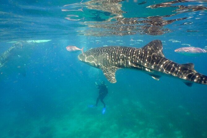 Whale Shark Snorkel Tour in Cancun (Snack Lunch included) - Whale Shark Snorkel Tour in Cancun (Snack Lunch included)